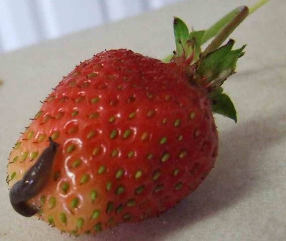 Diseases and pests of strawberries and their treatment