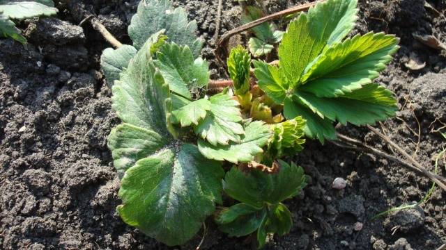 Diseases and pests of strawberries and their treatment