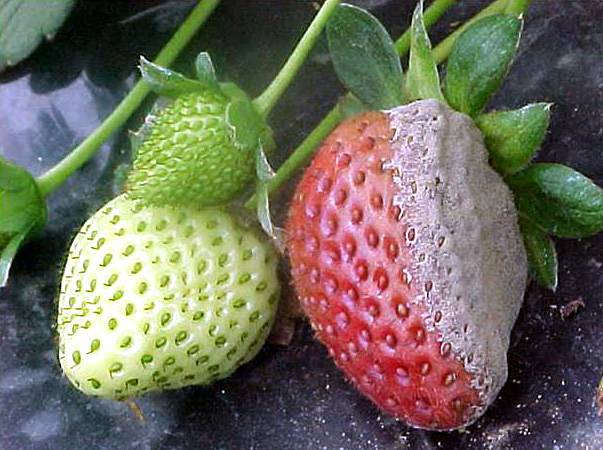 Diseases and pests of strawberries and their treatment