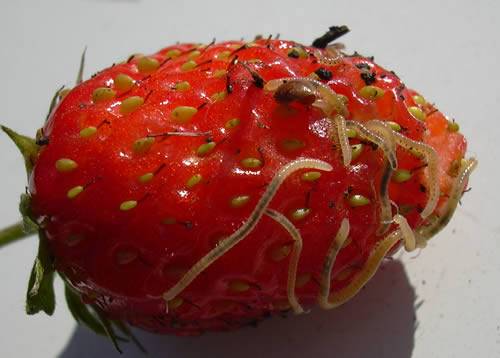 Diseases and pests of strawberries and their treatment