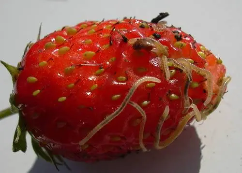 Diseases and pests of strawberries and their treatment