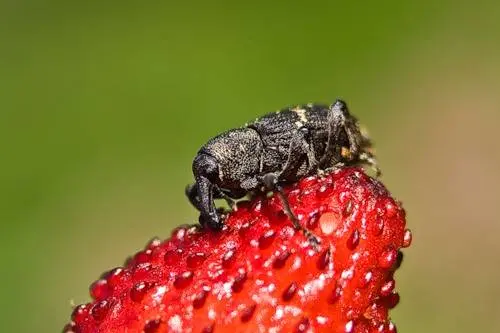 Diseases and pests of strawberries and their treatment