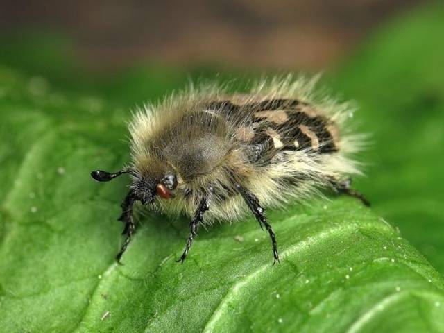 Diseases and pests of strawberries and their treatment