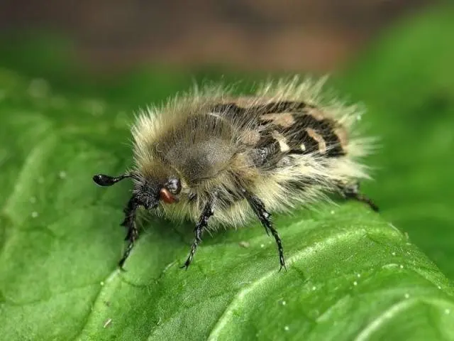 Diseases and pests of strawberries and their treatment