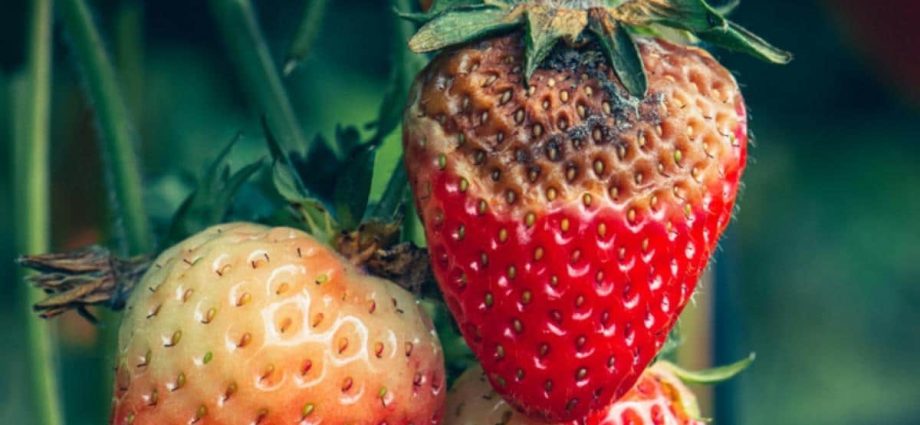 Diseases and pests of strawberries and their treatment