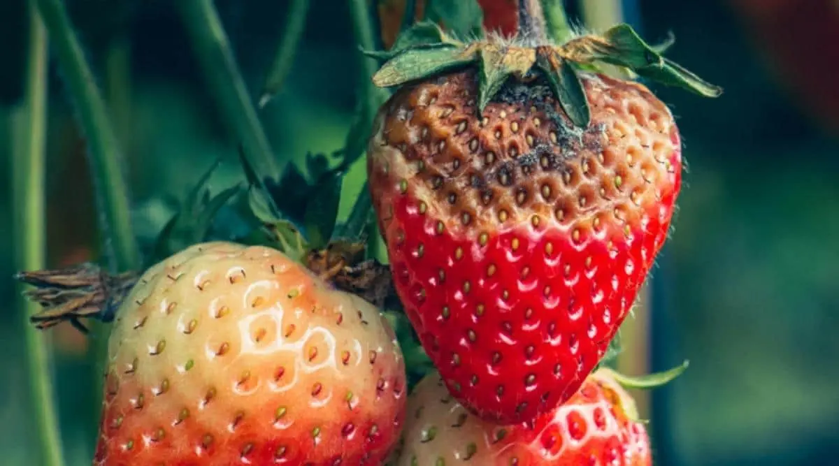 Diseases and pests of strawberries and their treatment