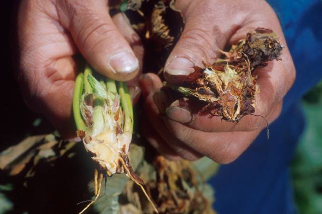 Diseases and pests of strawberries: treatment with folk remedies