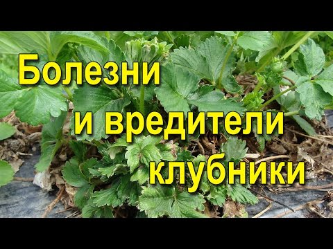 Diseases and pests of strawberries: treatment with folk remedies