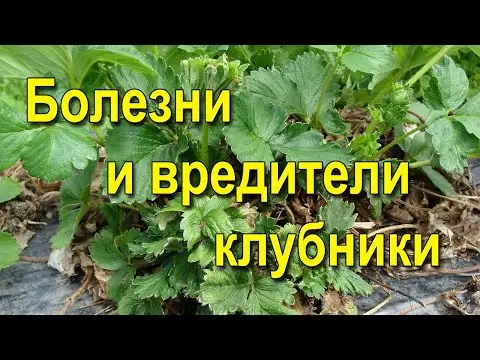 Diseases and pests of strawberries: treatment with folk remedies