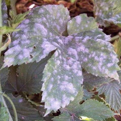 Diseases and pests of strawberries: treatment with folk remedies