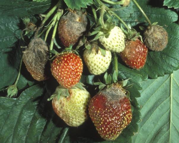 Diseases and pests of strawberries: treatment with folk remedies