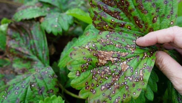 Diseases and pests of strawberries: treatment with folk remedies