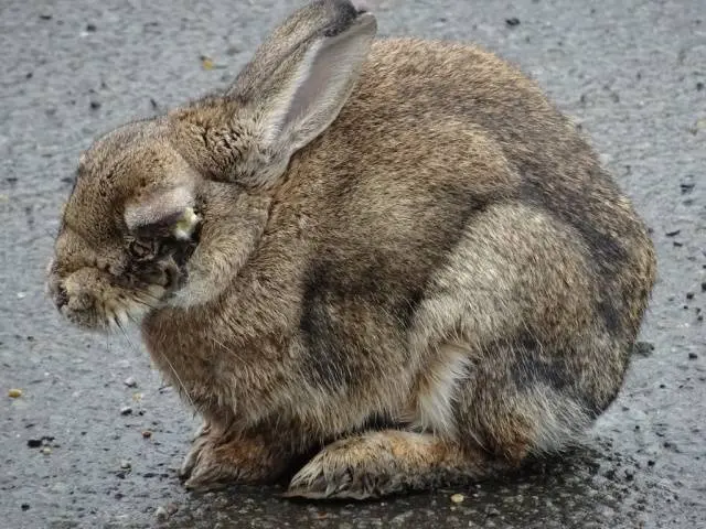 Diseases in rabbits and how to treat them 