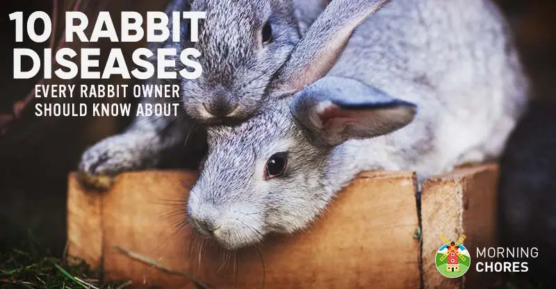 Diseases in rabbits and how to treat them 