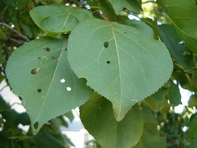 Diseases of apricot