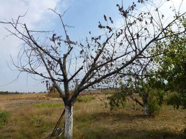 Diseases of apricot