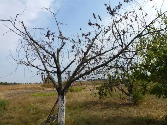 Diseases of apricot