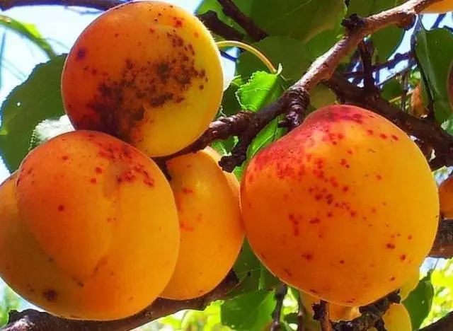 Diseases of apricot