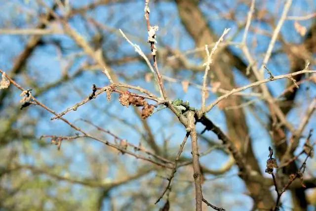 Diseases of apricot