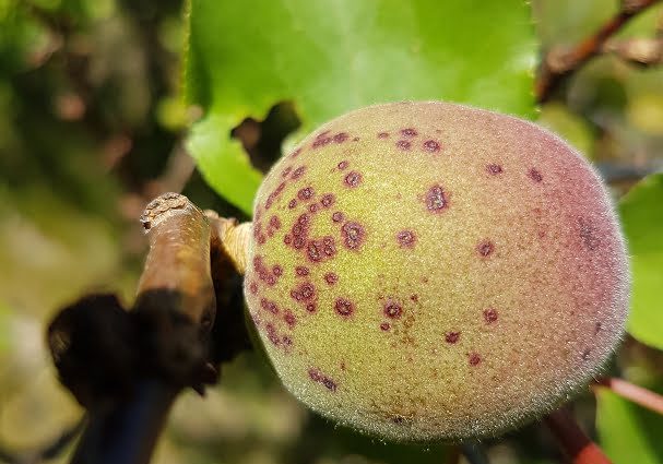 Diseases of apricot