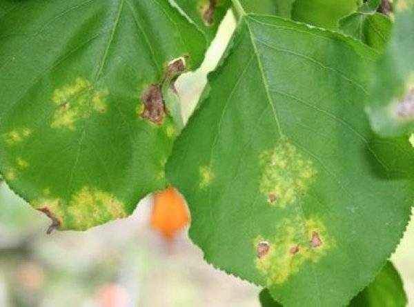 Diseases of apricot