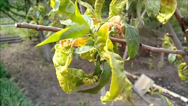 Diseases of apricot