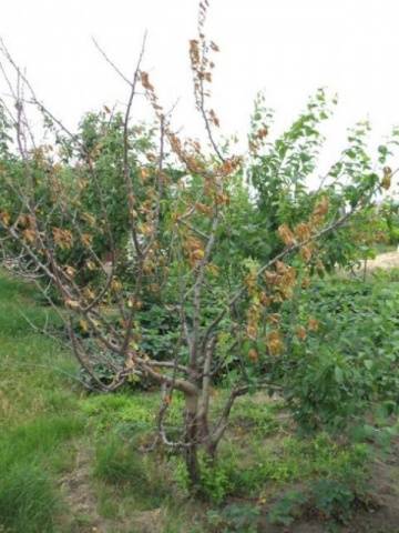 Diseases of apricot