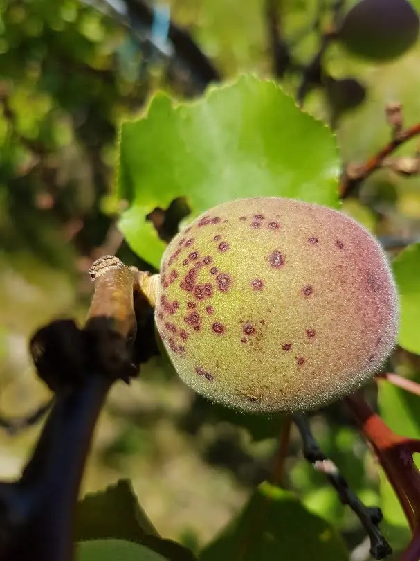 Diseases of apricot