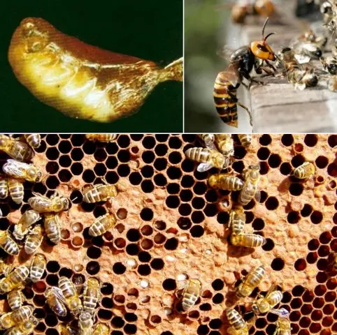 Diseases of bee brood