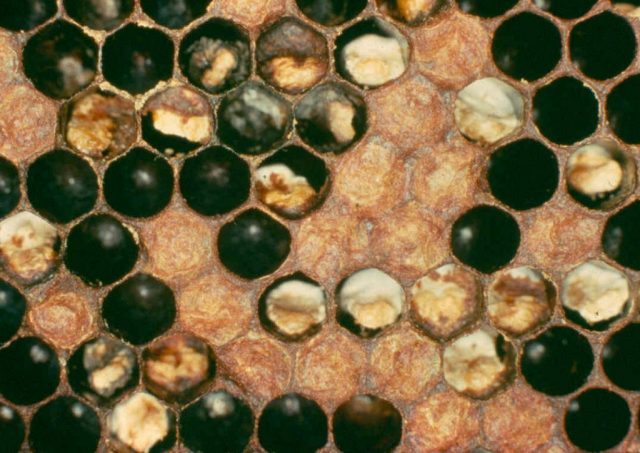 Diseases of bee brood