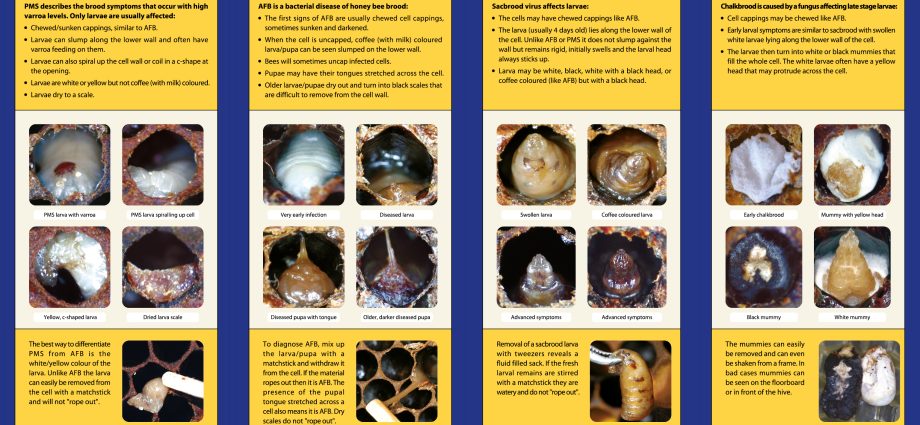 Diseases of bee brood