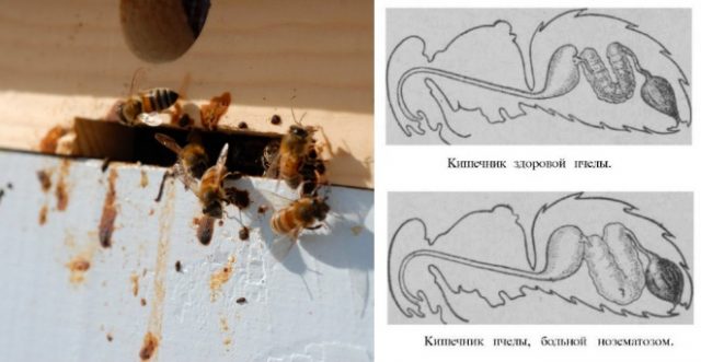 Diseases of bees: their signs and treatment