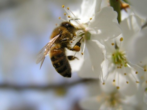 Diseases of bees: their signs and treatment