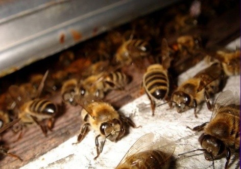 Diseases of bees: their signs and treatment