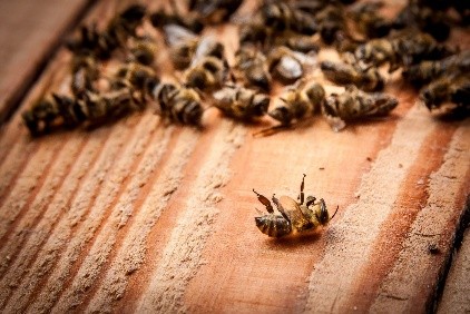 Diseases of bees: their signs and treatment