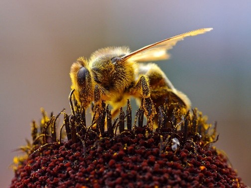 Diseases of bees: their signs and treatment