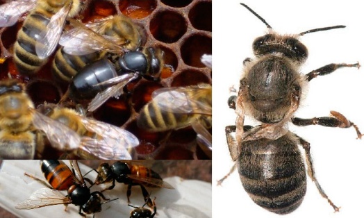 Diseases of bees: their signs and treatment