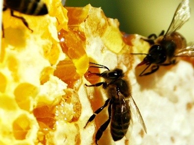 Diseases of bees: their signs and treatment