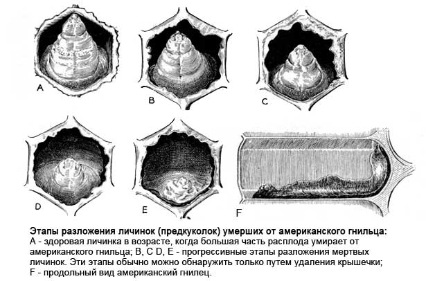 Diseases of bees: their signs and treatment