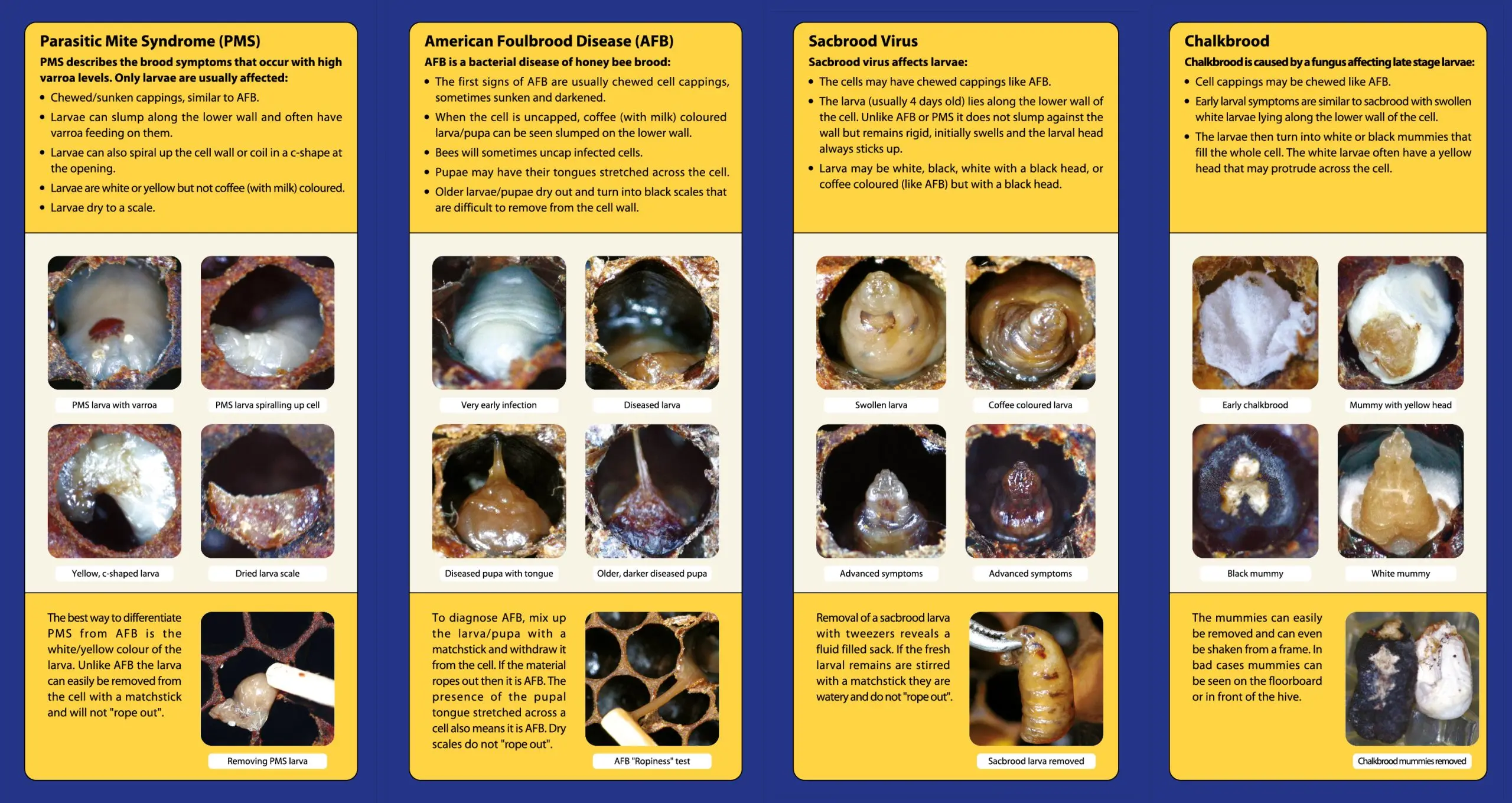 Diseases of bees: their signs and treatment