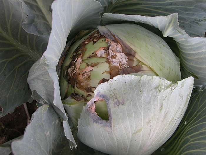 Diseases of cabbage: black leg, powdery mildew, white rot, etc.