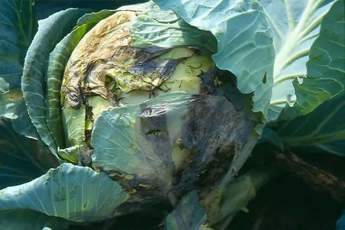 Diseases of cabbage: black leg, powdery mildew, white rot, etc.