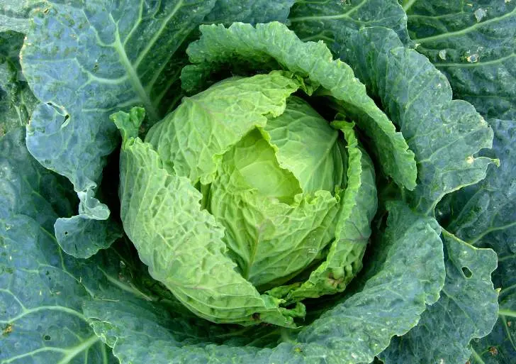 Diseases of cabbage: black leg, powdery mildew, white rot, etc.