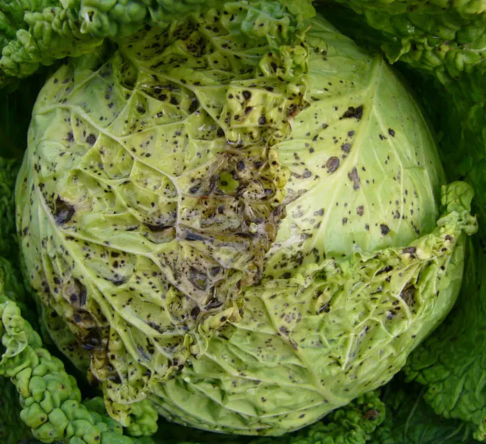 Diseases of cabbage: black leg, powdery mildew, white rot, etc.