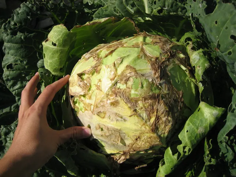 Diseases of cabbage: black leg, powdery mildew, white rot, etc.