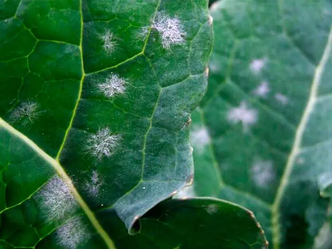 Diseases of cabbage: black leg, powdery mildew, white rot, etc.