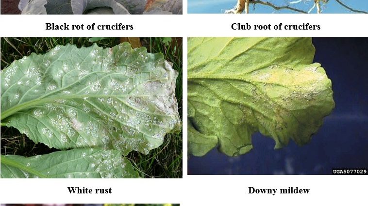 Diseases of cabbage: black leg, powdery mildew, white rot, etc.