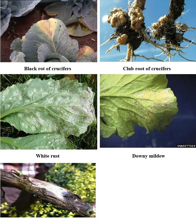 Diseases of cabbage: black leg, powdery mildew, white rot, etc.