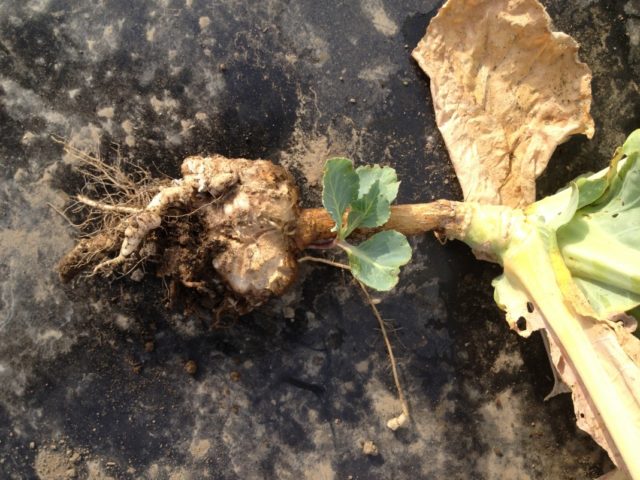 Diseases of cabbage in the open field and their control