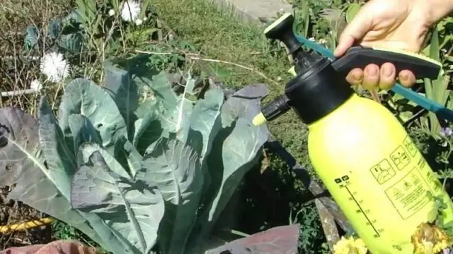 Diseases of cabbage in the open field and their control